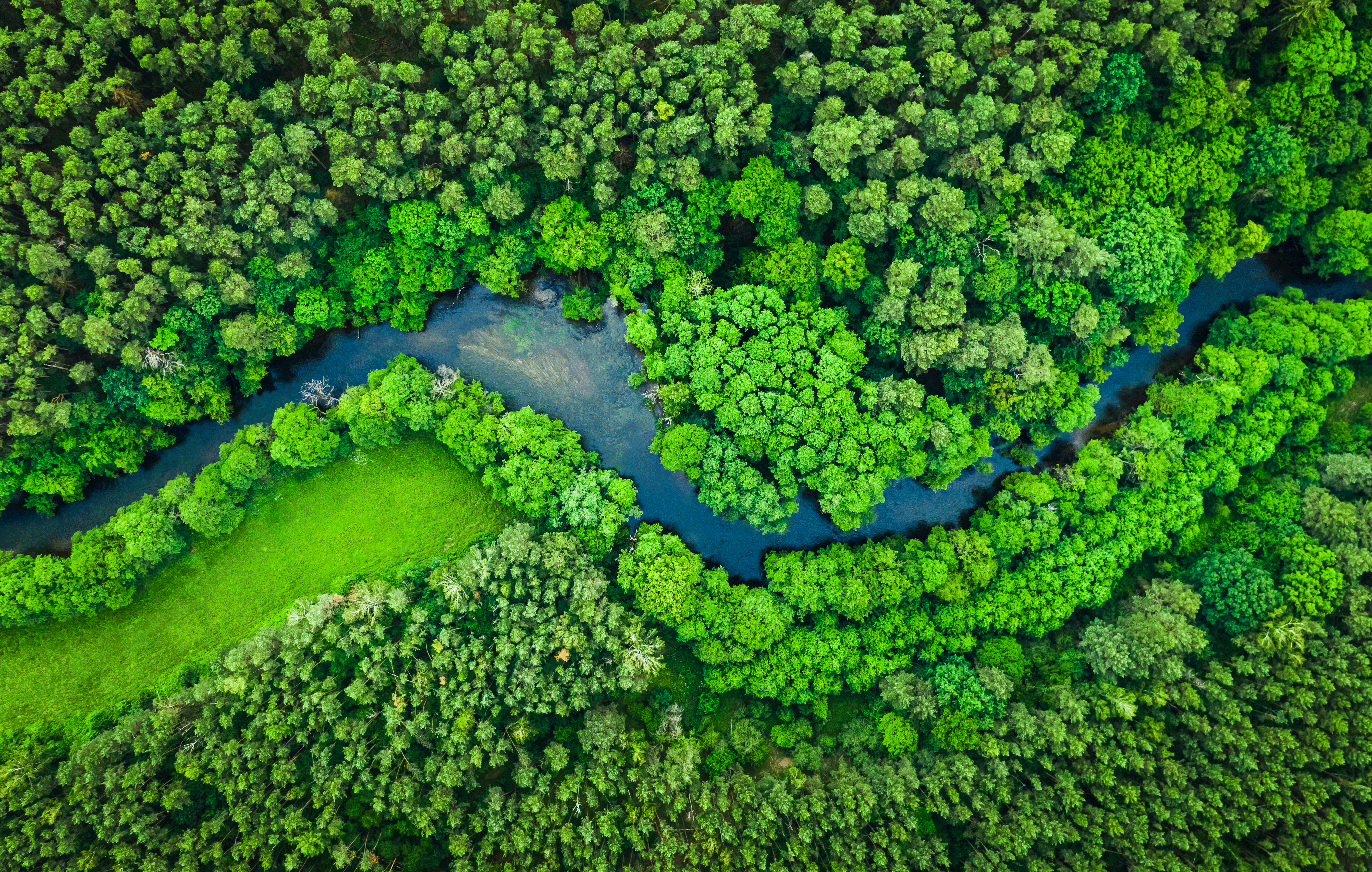 Aerial view of a river through the rain forest
