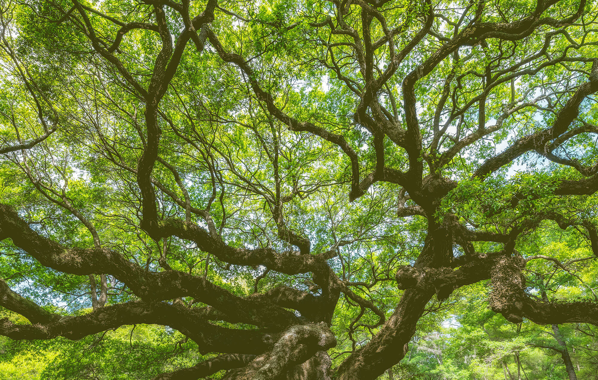 View of an oaktree