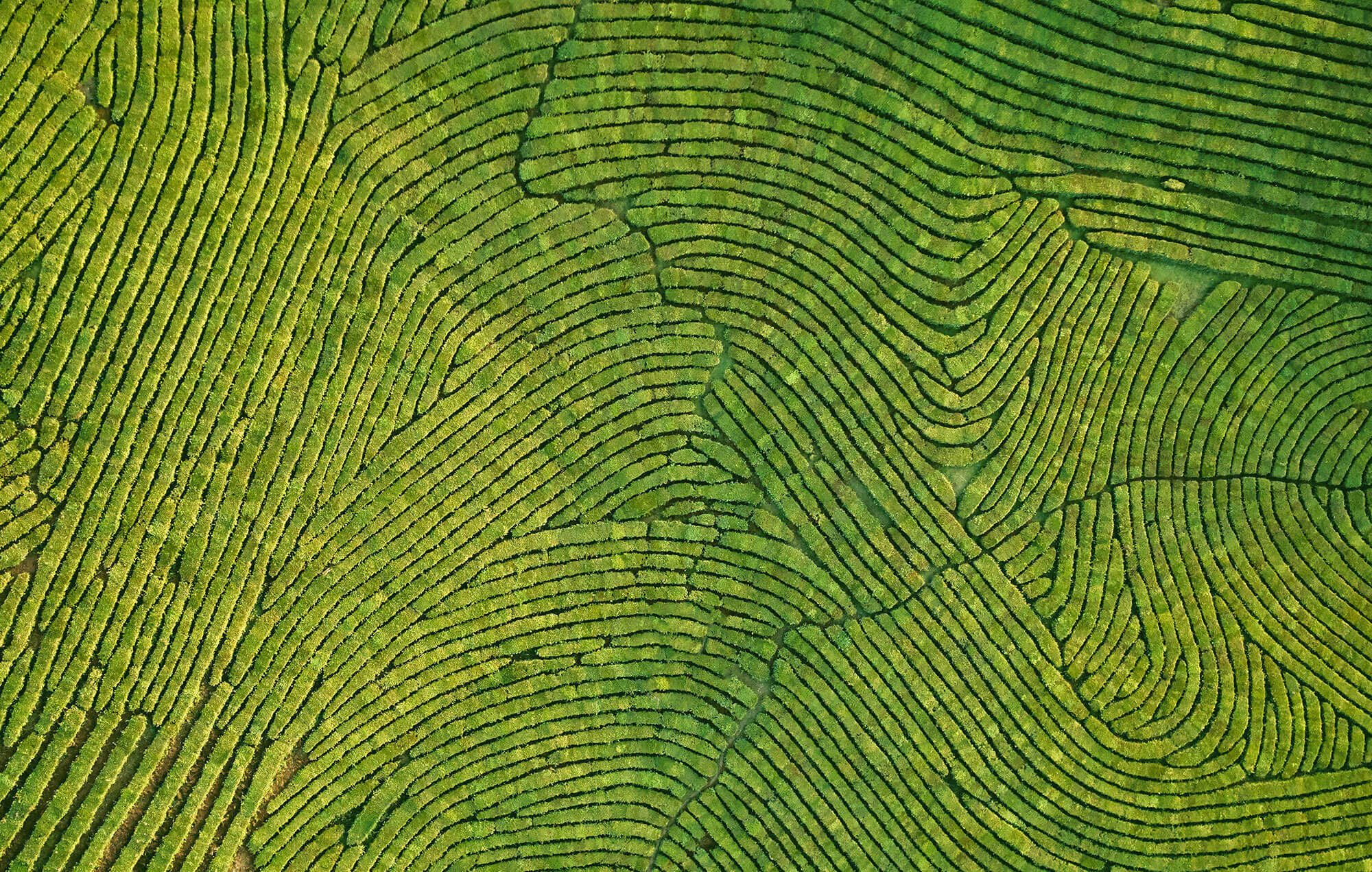 Detail view of a farm field