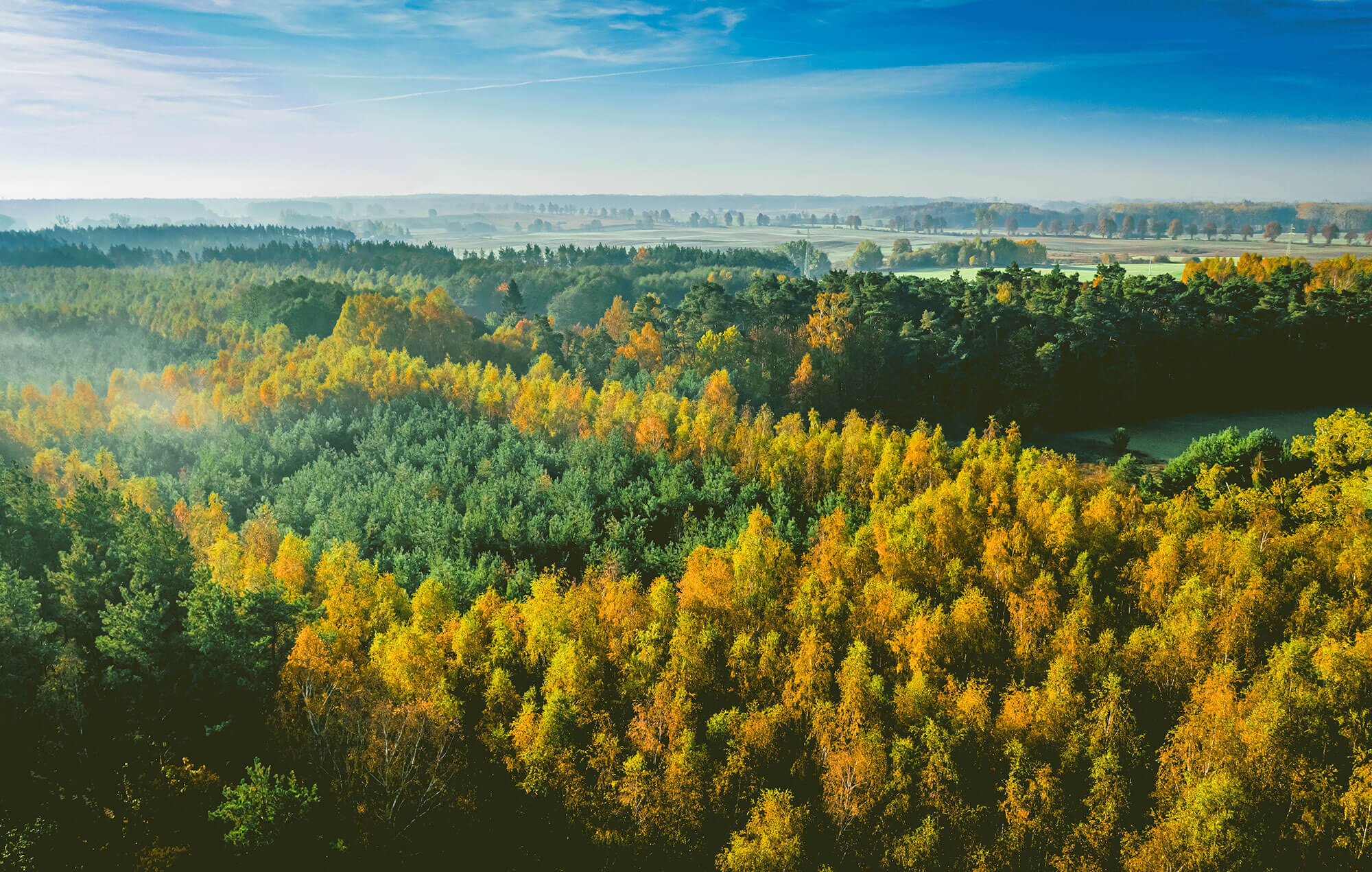 Aerial view of a forest