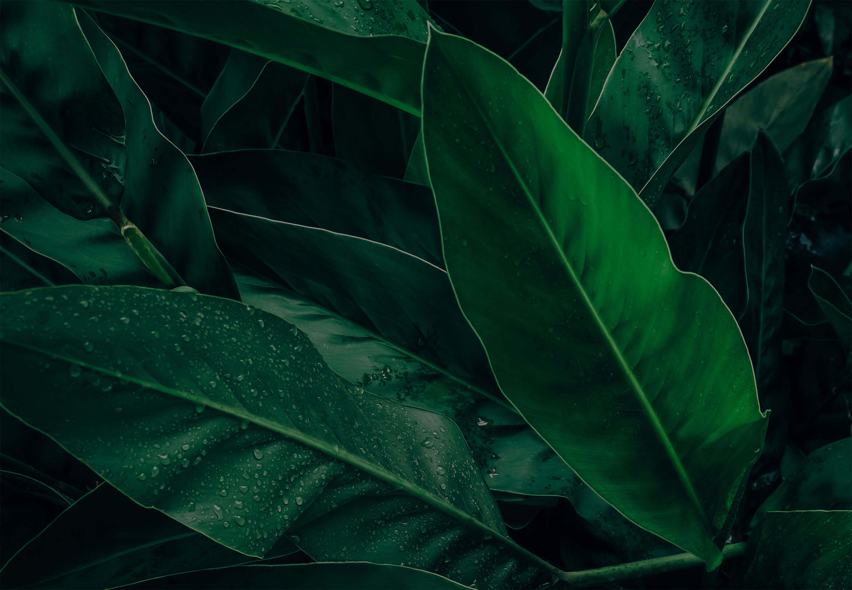 leaves with water drops