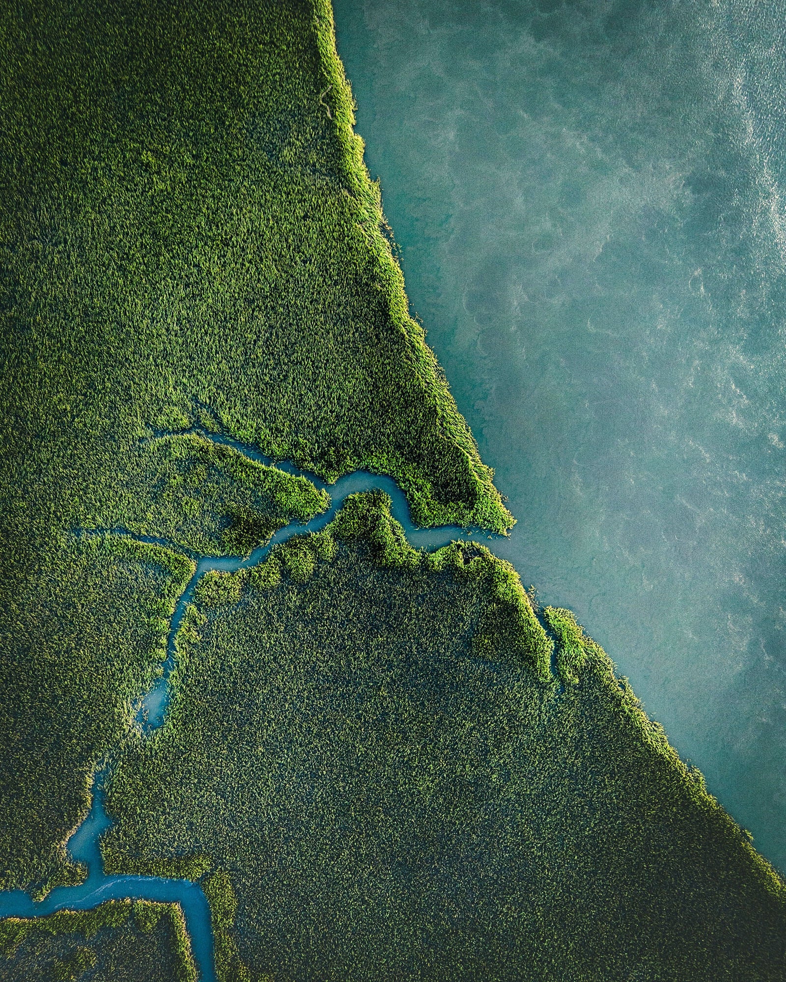 A river running through a lush green forest