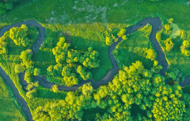 river-through-trees