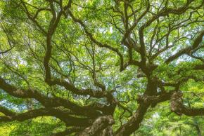 View of an oaktree