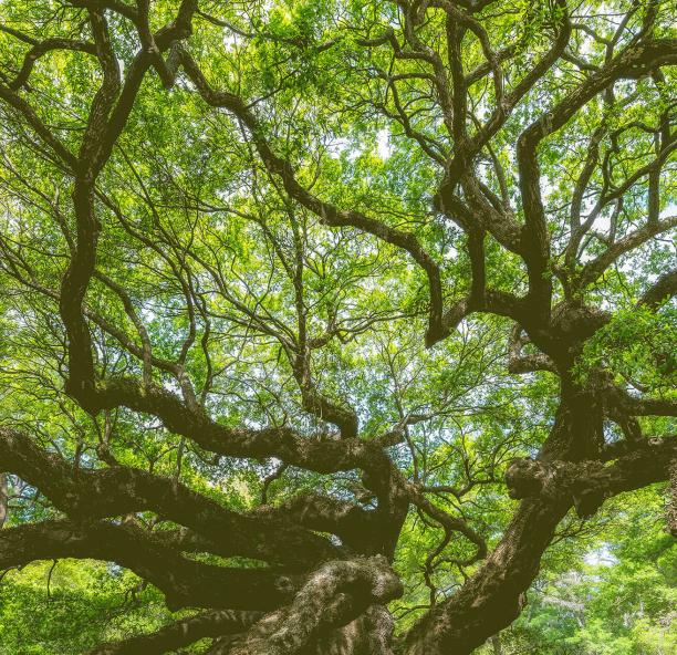 View of an oaktree