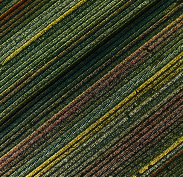 aerial-view-crops